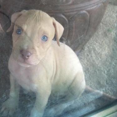 A Touch Of Heaven Pits A Little Blue Hue Pit Bull.jpg